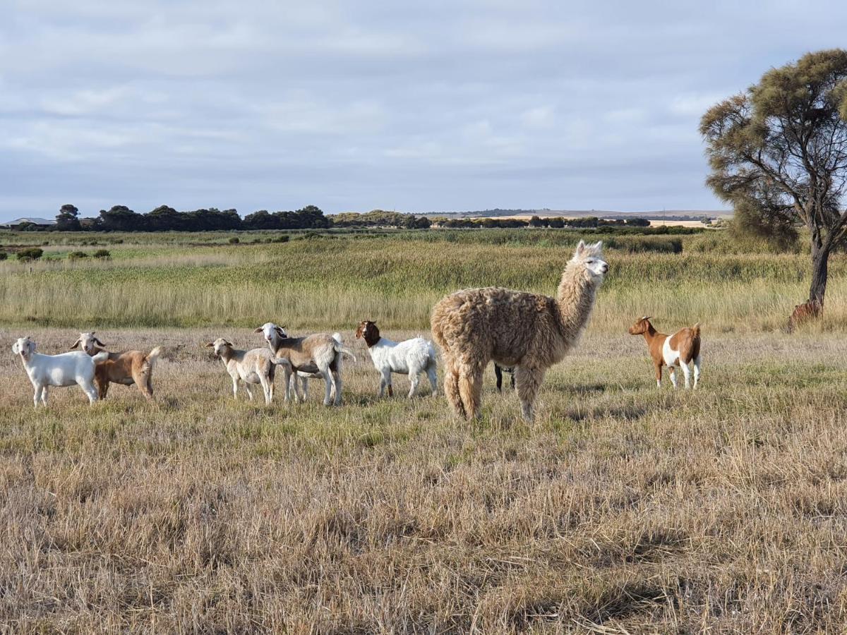 Coorong Island Retreat - Farm Stay At Pet Friendly Property Meningie Zewnętrze zdjęcie