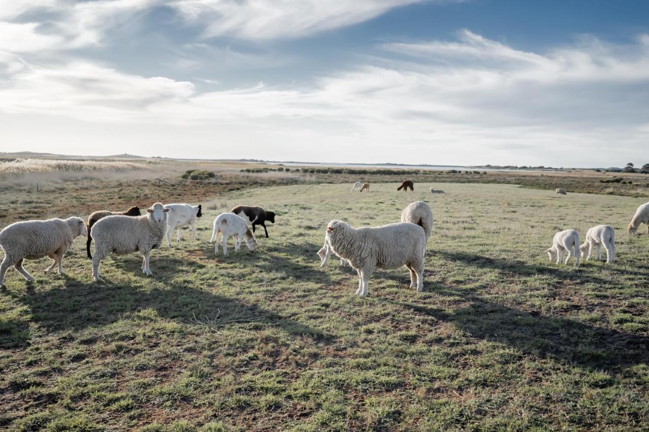 Coorong Island Retreat - Farm Stay At Pet Friendly Property Meningie Zewnętrze zdjęcie