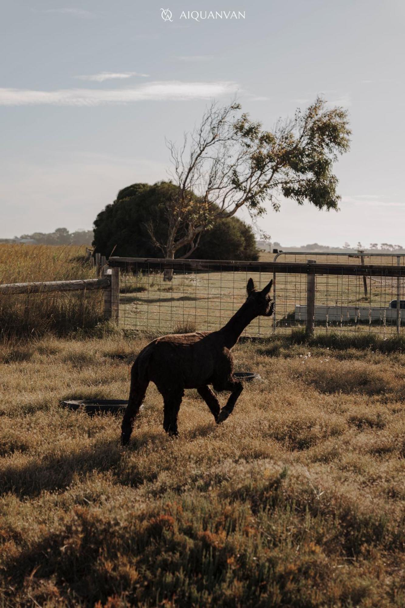 Coorong Island Retreat - Farm Stay At Pet Friendly Property Meningie Zewnętrze zdjęcie